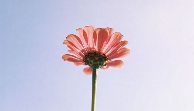 Backlit pink daisy-like blooming on single stem against soft pastel sky