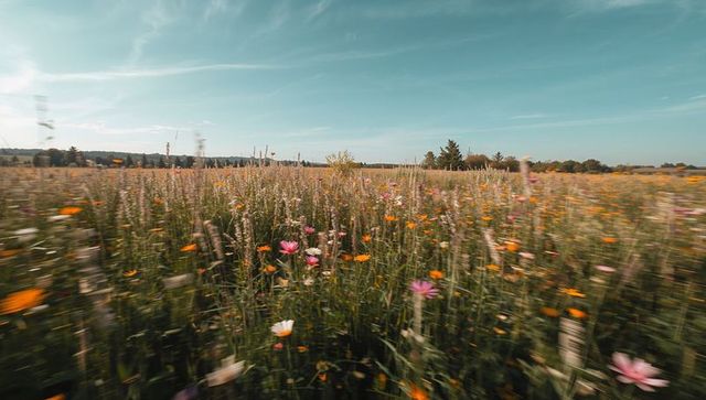 Rolling wildflower meadow under blue sky with swaying grasses and colorful blooms