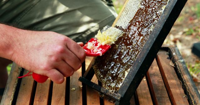 Beekeeper Harvesting Honey from Honeycomb Frame - Download Free Stock Images Pikwizard.com