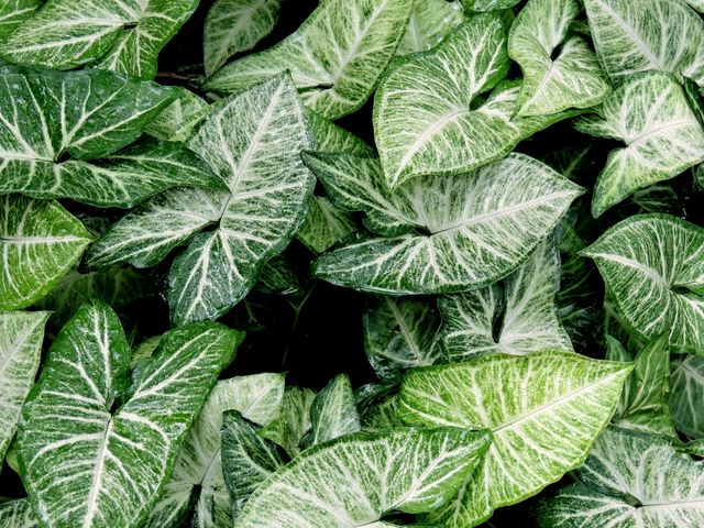 This close-up shot of lush green leaves with distinct white veins is perfect for botanical studies, nature-themed projects, or background designs. It highlights the natural beauty and intricate patterns found in foliage, making it suitable for environmental campaigns, gardening blogs, or eco-friendly product advertisements.