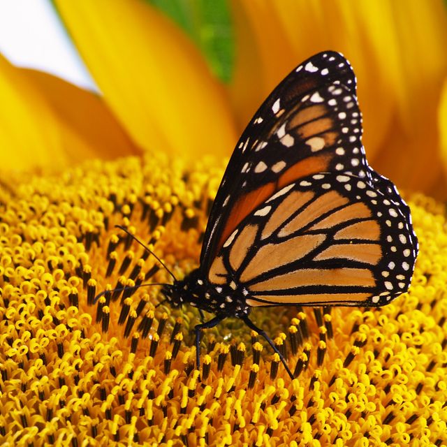 Close-up of vibrant orange and black butterfly feeding on bright yellow sunflower. Ideal for use in gardening magazines, nature blogs, educational content about pollination and insects, and decorations requiring natural beauty.