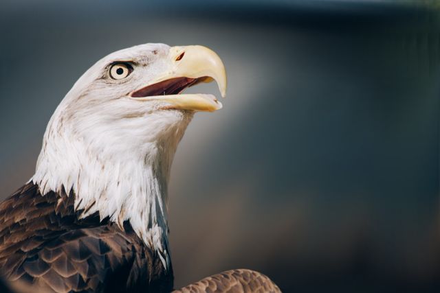 Detailed close-up of a bald eagle with an intense gaze captures the majesty and power of this iconic bird of prey. Ideal for use in educational materials, wildlife documentaries, and conservation campaigns. Also suitable for patriotic designs and environmental projects that emphasize the importance of wildlife preservation.