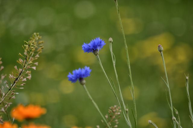 This close-up of a blooming blue wildflower in a meadow with greenery and soft-focus background is perfect for illustrating natural beauty, tranquility, and the essence of spring or summer. Ideal for use in gardening brochures, environmental campaigns, desktops, and inspirational visuals.