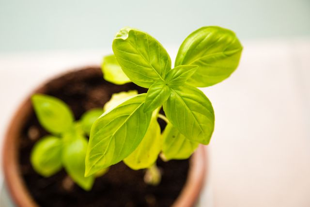 Top view of a young basil plant in a clay pot on a table. Potential uses include gardening blogs, fresh herb showcases, and healthy living promotions.