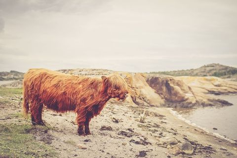 Highland cow with long red coat standing on rocky coastal shoreline, rustic landscape