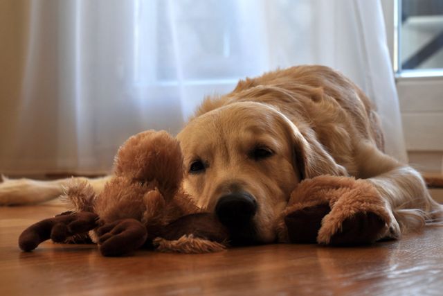Golden Retriever lying on wooden floor, holding plush toy, in a sunlit room with white curtains. Perfect for promoting pet care products, animal companionship, and home environment themes. Ideal for use in blogs, social media, and marketing materials related to pets.