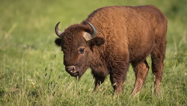 Juvenile american bison grazing in sunlit grassland showing horns and shaggy coat