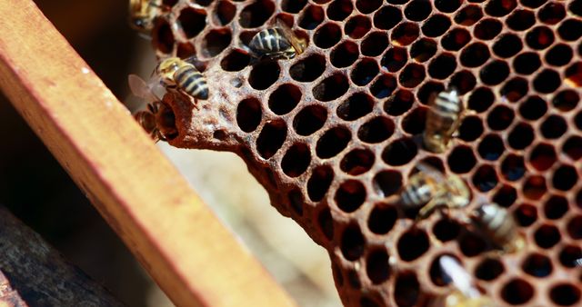 Close-up of bees working on a honeycomb in a hive, with detailed texture and natural coloration. Can be used to illustrate topics related to beekeeping, agriculture, honey production, and insect behavior. Suitable for educational materials, documentaries, environmental campaigns and nature-focused blogs or articles.