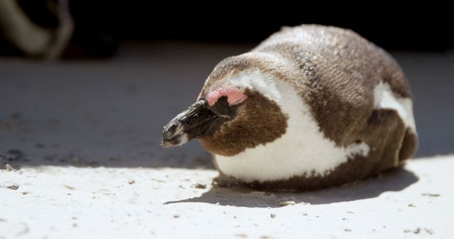 A penguin rests on sandy ground, basking in sunlight. Captured in a moment of repose, the penguin's natural habitat is highlighted in the outdoor setting.