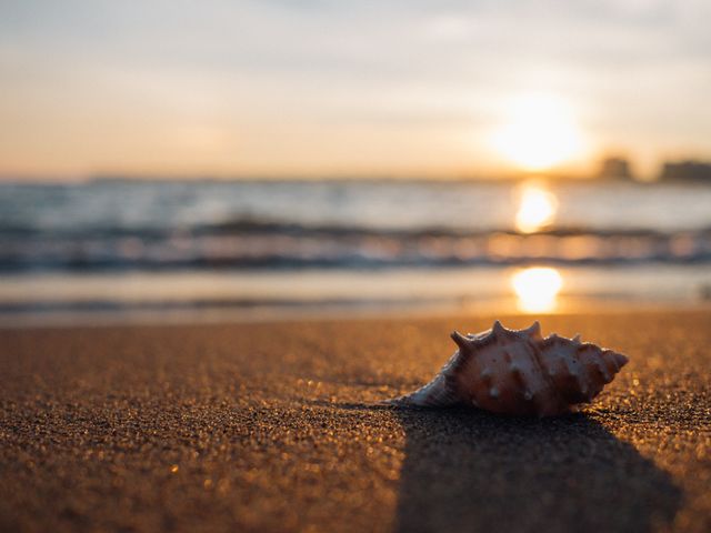 Seashell resting on sandy beach with golden sunset on horizon and blurred waves in background. Ideal for use in travel, vacation, nature, and relaxation themed projects. Perfect for promotional materials, blog posts, backgrounds, and social media content.