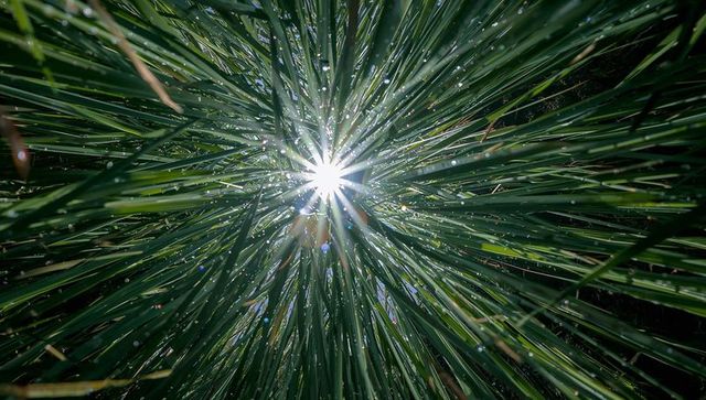 Sunburst piercing dense tuft of long thin green grass blades with dew and backlit lens flare