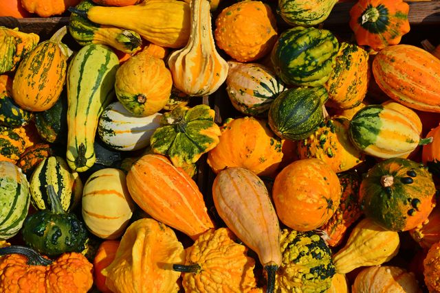 Heap of Vibrant Multicolored Gourds in Fall Light - Download Free Stock Photos Pikwizard.com