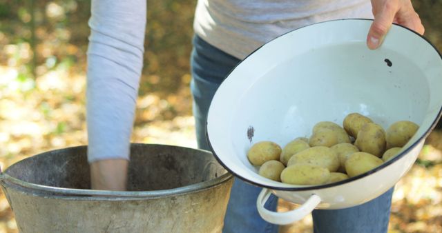Mid-section of senior woman putting potatoes in bowl from bucket in garden on a sunny day