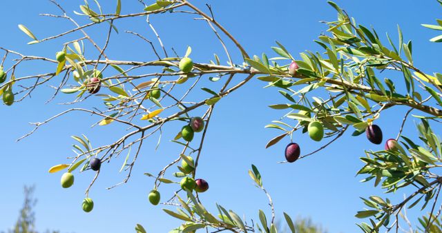 Olives ripen on a branch against a clear blue sky, with copy space. This vibrant image captures the essence of olive cultivation, a staple in Mediterranean agriculture.