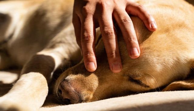 Human hand caressing sleeping golden labrador on sunlit blanket closeup warm pet bond
