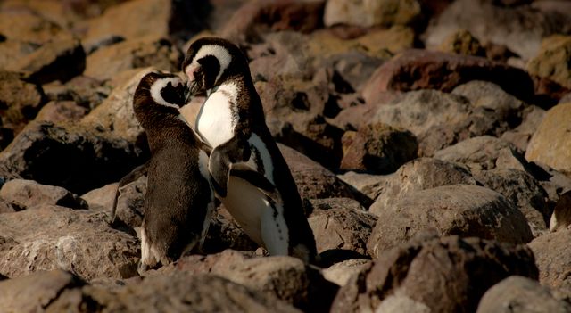 Magellanic penguins exhibit bonding behavior while standing among rocks in their natural habitat. Useful for conservation awareness campaigns, wildlife documentaries, educational material about birds, and travel promotions focusing on Patagonia or natural habitats.