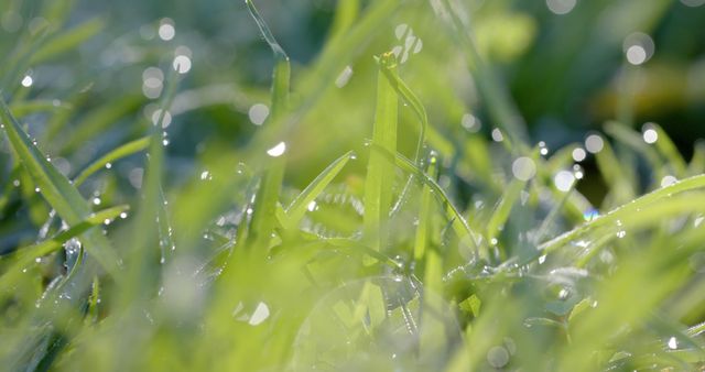 Close-up view of fresh green grass covered in morning dew with a soft-focus bokeh background. Ideal for nature-themed designs, environmental campaigns, backgrounds for inspirational quotes, or wellness and tranquility visuals.