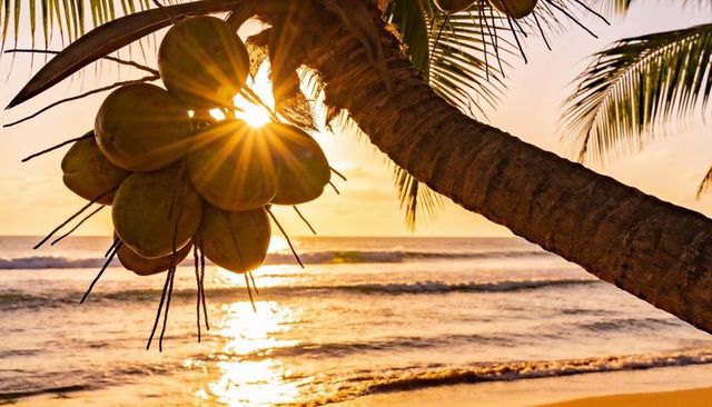 Sunburst through coconut cluster on leaning palm over golden tropical beach at sunset
