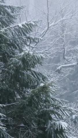 Evergreen branches gathering snow as snowflakes drifting in misty winter vertical video