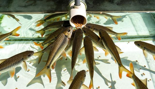 Feeding carp under pvc feeder in sunlit clear tank with reflections