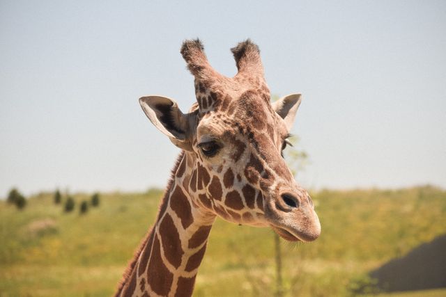 Perfect for wildlife blogs, educational material, and travel-related content, this closeup image of a giraffe's head captures the essence of exotic wildlife in a picturesque reserve setting. Ideal for use in promoting eco-tourism, wildlife protection, and nature conservation efforts. The bright natural surroundings add to the appeal for outdoor and safari-themed projects.