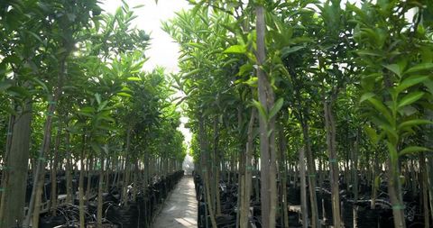 Greenhouse nursery pathway lined with cultivated saplings