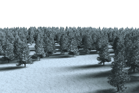Isolated Winter Fir Trees on Transparent Background - Download Free Stock Videos Pikwizard.com