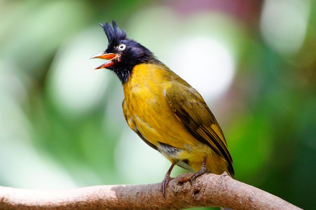 Black-Crested Bulbul perching on a branch in natural tropical surroundings with vibrant green background. Ideal for educational materials on birds, wildlife articles, nature photography collections, and ornithology studies.