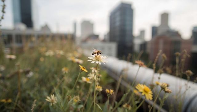 Honeybee perching on white daisy on green roof pollinating urban wildflowers skyline