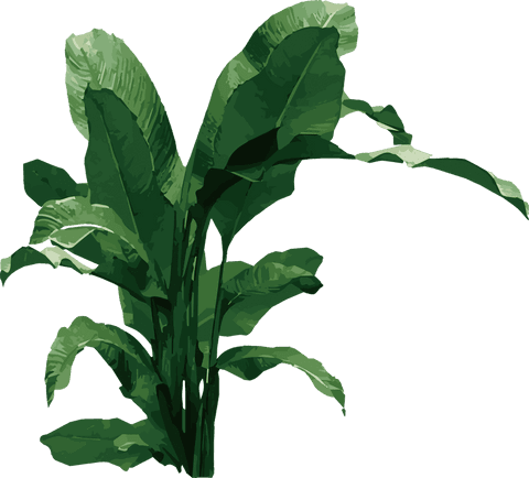 Tropical plant with elongated leaves on transparent background