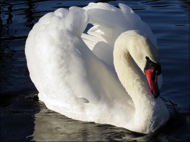 Graceful white swan gracefully gliding on calm blue water, showcasing the stunning beauty of nature. Perfect for themes of serenity, elegance, and wildlife. Suitable for use in blogs, websites, and promotional materials related to nature, tranquility, and bird watching.