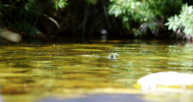 Serene Forest Stream Reflecting Sunlight - Download Free Stock Images Pikwizard.com