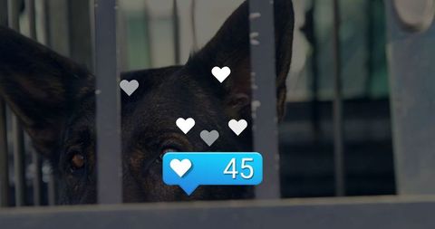 Dog behind kennel bars gaining digital attention