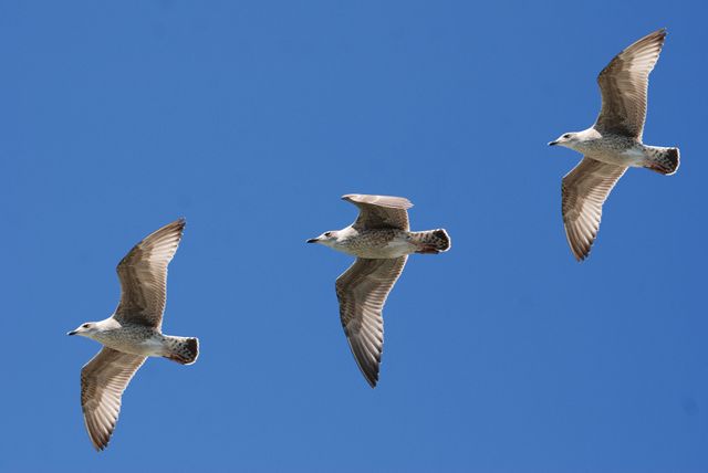 This photo shows three seagulls gracefully flying against a clear blue sky. It captures the beauty and freedom of birds in mid-air, making it perfect for use in nature-related projects, travel blogs, wildlife documentaries, and environmental campaigns. It can also symbolize freedom, summer adventures, and open skies.