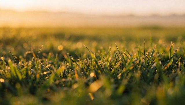 Glistening grass blades catching golden sunrise light in dew-kissed meadow