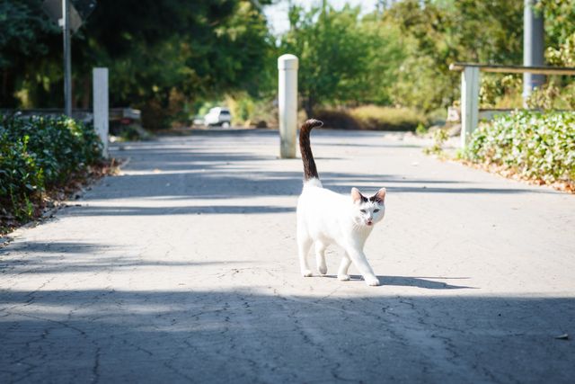 White cat with black tail walking on a path in a sunny park. Ideal for themes relating to nature, animals, pets, relaxation, and freedom. Useful for blogs, articles, and websites focused on pet care, outdoor activities, and tranquillity scenes.