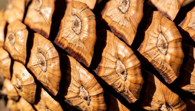 Macro closeup of pine cone seed scales revealing geometric wood grain pattern and texture