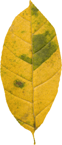 close up of transparent yellow leaf with green patches on white background - Download Free Stock Videos Pikwizard.com