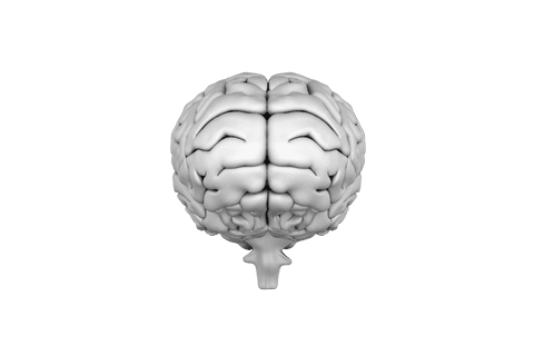 transparent background 3d brain model png illustration - Download Free Stock Videos Pikwizard.com