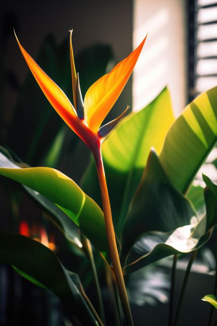 Close-up of an exotic Birds of Paradise flower illuminated by soft sunlight, ideal for themes related to nature, tropical plants, indoor gardening, and horticulture. Can be used for promoting houseplants, botanical studies, nature magazines, and interior design.