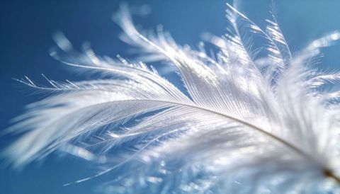 Floating white feather backlit over soft blue bokeh delicate macro plume texture