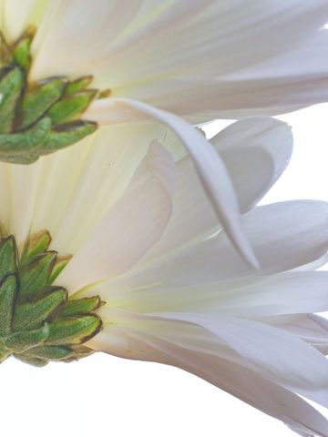 Macro View of White Daisy Petals and Green Stems