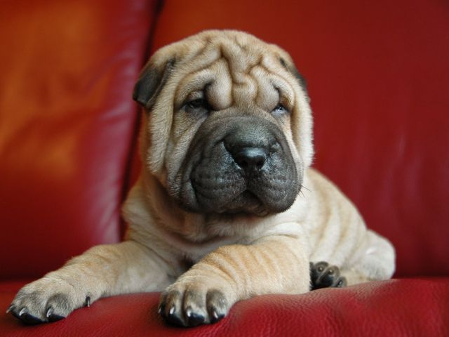Adorable Wrinkled Shar Pei Puppy Relaxing on Red Couch - Download Free Stock Photos Pikwizard.com