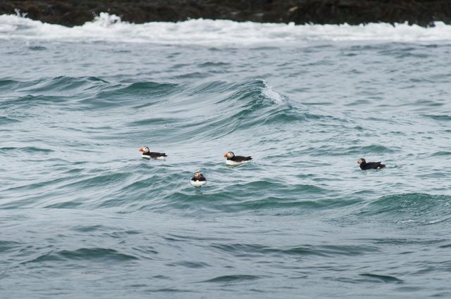 Puffins floating on rough ocean waves near a rocky coastline, showcasing marine wildlife and lush nature. Ideal for depicting the beauty of marine ecosystems, wildlife enthusiasts' content, or educational materials about seabirds and their natural habitats.