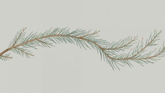 Arching slim conifer branch stretching across neutral backdrop with blue-green needles