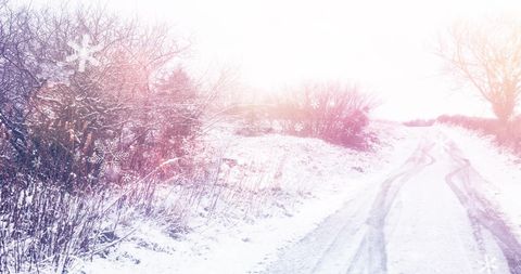 Winter Wonderland With Snow-Covered Trees and Path