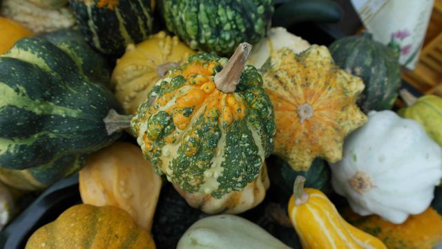 Brightly colored gourds and squash create a vivid display perfect for autumn-themed decoration and promotions. Suitable for use in advertisements, blog posts about fall seasons, and articles that highlight agricultural produce and seasonal decorations.