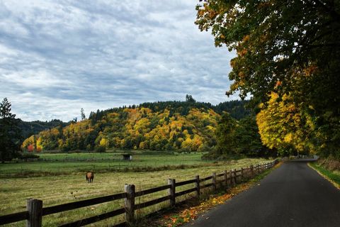 Scenic Autumn Landscape With Grazing Horse and Countryside Road