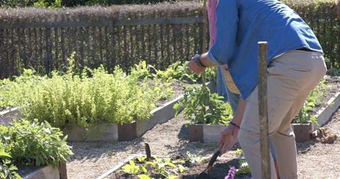 Gardener tending raised vegetable beds with trowel in sunny backyard herb garden