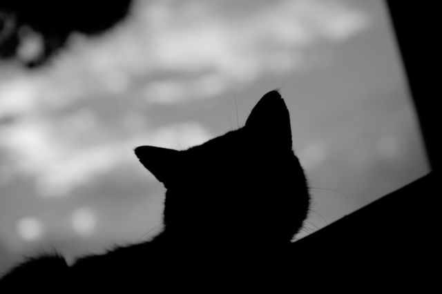 Silhouette of Cat Gazing at Twilight Sky - Download Free Stock Photos Pikwizard.com